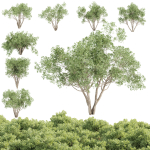 Outdoor plants Collection vol 244-3DModel