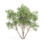 Outdoor plants Collection vol 244-3DModel
