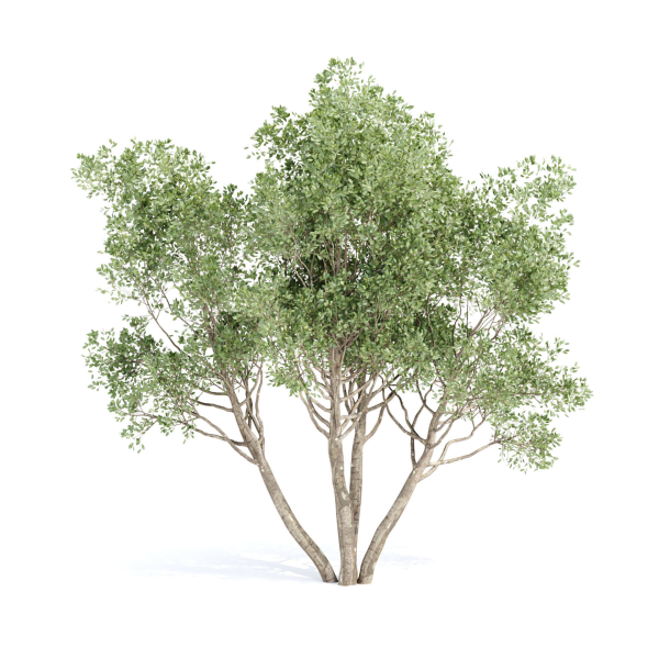 Outdoor plants Collection vol 244-3DModel