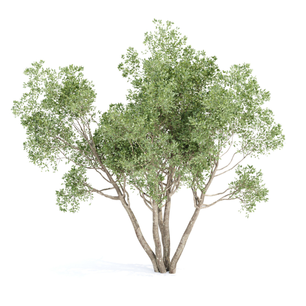 Outdoor plants Collection vol 244-3DModel
