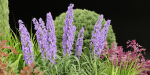 outdoor plants collection vol 27-Blender