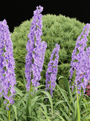 outdoor-plants-collection-vol-27-blender-3d-model-cd9a4a34e8