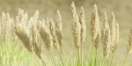 outdoor plants collection vol 80-Blender