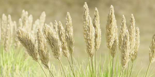outdoor plants collection vol 80-Blender