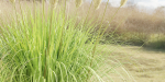 outdoor plants collection vol 80-Blender