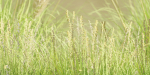 outdoor plants collection vol 80-Blender