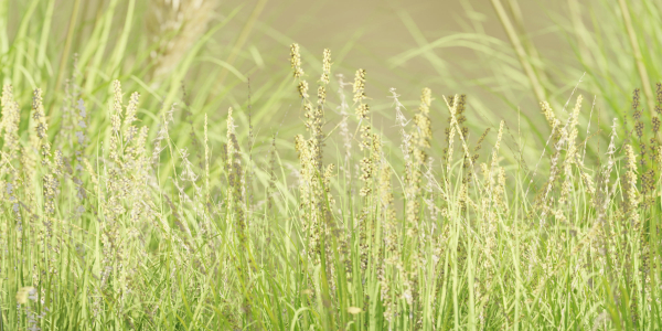 outdoor plants collection vol 80-Blender