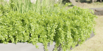outdoor plants collection vol 88-Blender