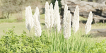 outdoor plants collection vol 88-Blender