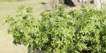 outdoor plants collection vol 88-Blender