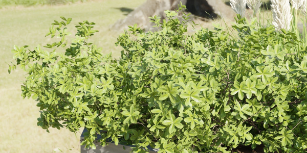 outdoor plants collection vol 88-Blender