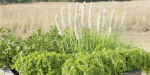 outdoor plants collection vol 88-Blender