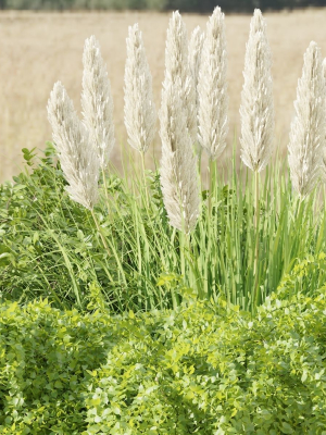 outdoor-plants-collection-vol-88-blender-3d-model-c3010db965