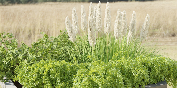 outdoor plants collection vol 88-Blender