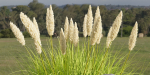 Outdoor plants for landscape vol 205-Blender