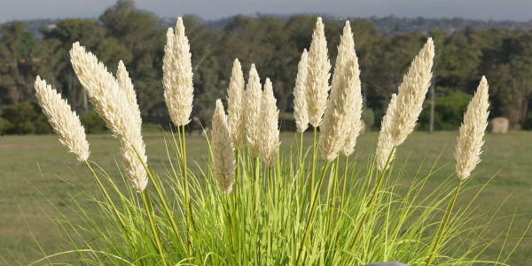 Outdoor plants for landscape vol 205-Blender