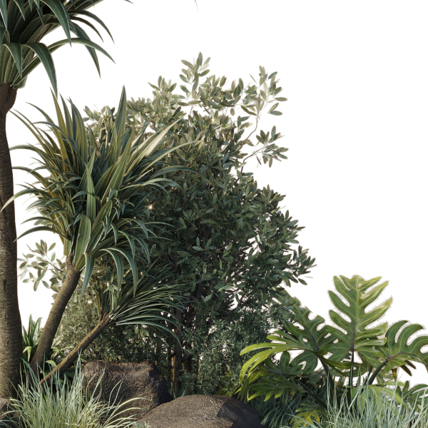 outdoor pot palm  tree  bush   fern the garden pot