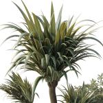 outdoor pot palm  tree  bush   fern the garden pot