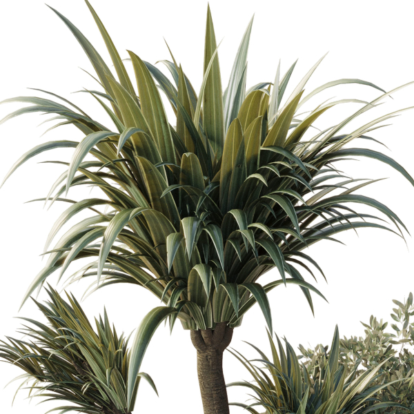 outdoor pot palm  tree  bush   fern the garden pot