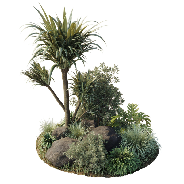 outdoor pot palm  tree  bush   fern the garden pot