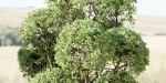 Outdoor Trees Collection vol 93-Blender