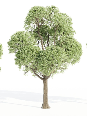 Outdoor Trees Collection vol 93-Blender