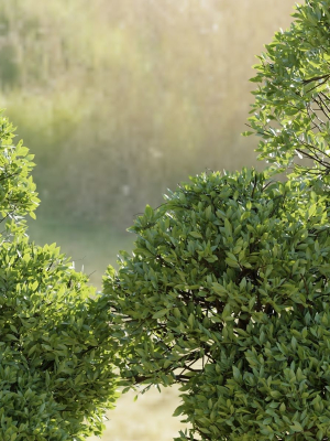 outdoor-trees-collection-vol-93-blender-3d-model-62f86dcbb3