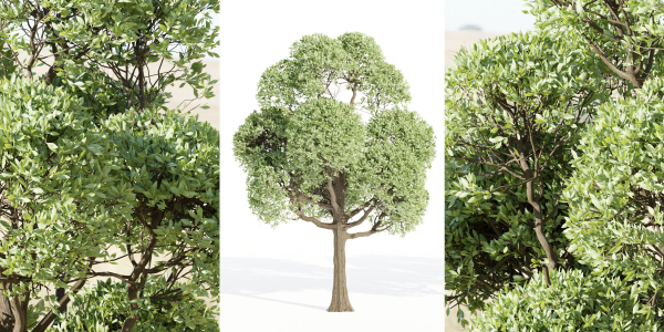 Outdoor Trees Collection vol 93-Blender