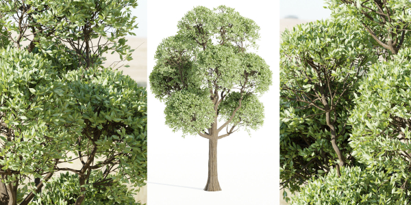 Outdoor Trees Collection vol 93-Blender