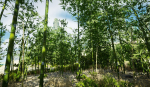 Pack - Bamboo trees - 10 models and UE4 animated material