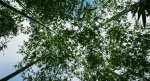 Pack - Bamboo trees - 10 models and UE4 animated material