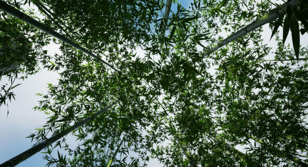 Pack - Bamboo trees - 10 models and UE4 animated material