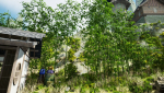 Pack - Bamboo trees - 10 models and UE4 animated material