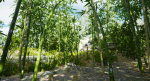 Pack - Bamboo trees - 10 models and UE4 animated material