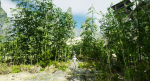 Pack - Bamboo trees - 10 models and UE4 animated material