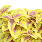 Painted nettle plants vol 175