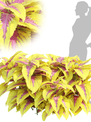 Painted nettle plants vol 175