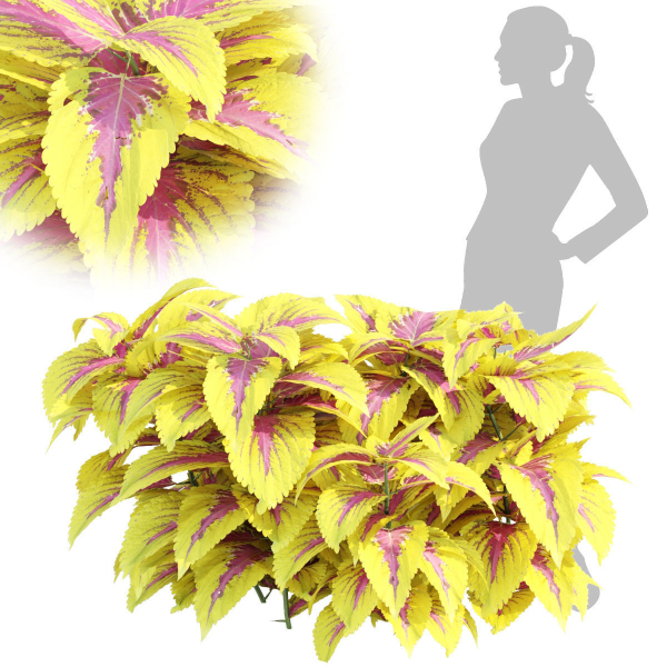 Painted nettle plants vol 175