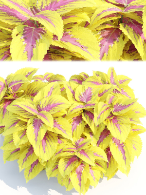 painted-nettle-plants-vol-175-3d-model-8accef0e66