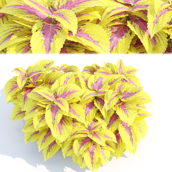 Painted nettle plants vol 175