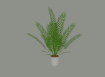Palm Plant