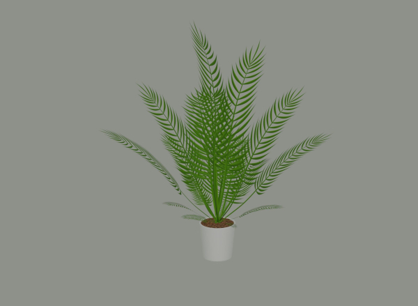 Palm Plant
