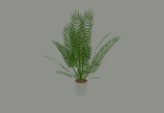 Palm Plant