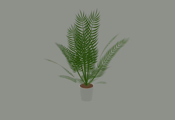 Palm Plant