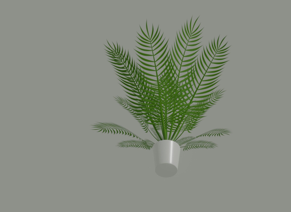 Palm Plant