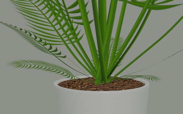 Palm Plant