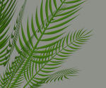 Palm Plant