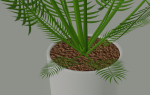 Palm Plant
