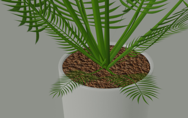 Palm Plant