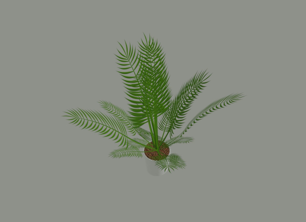 Palm Plant